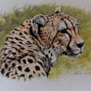 Cheetah Watercolour Portrait Poster
