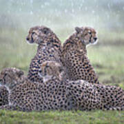 Cheetahs In The Rain Poster