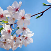 Cherry Blossom, Blue Sky Poster