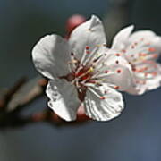 Cherry Blossom Bud Poster
