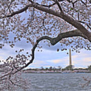 Cherry Blossoms Hdr Poster