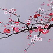 Cherry Branch With Pink, White And Red Flowers Poster