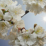 Cherry Tree Blossom, Backlit By Sun Poster