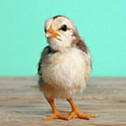 Chick On Wood Poster