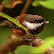 Chickadee With Spider Poster