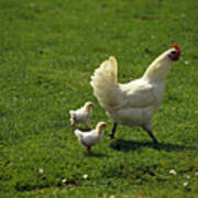 Chicken With Baby Chicks Poster