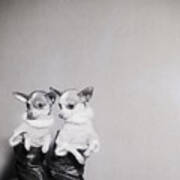 Chihuahuas In Shirts, Boots Poster
