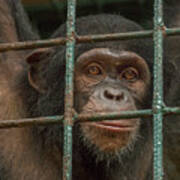 Chimpanzee Limbe Wildlife Center Poster