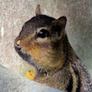 Chipmunk Caught In The Act Poster