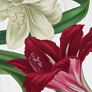 Christmas Amaryllis I Poster