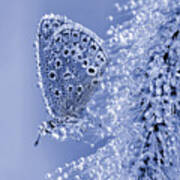 Christmas Butterfly... Poster