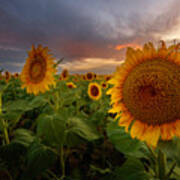 Close Up Of The Sunflower Fields At Sunset Poster