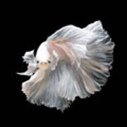 Close Up Of White Platinum Betta Fish Poster