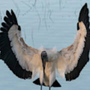Close Up Of Wood Stork Landing In Water Poster