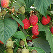 Close-up Ripening Organic Raspberries Poster