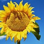 Closeup Bright Sunflower Over Blue Sky Poster