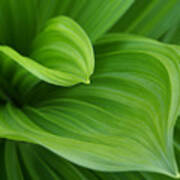 Closeup Image Of Green Leaves Growing Poster
