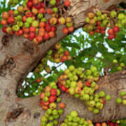 Cluster Fig Tree With Abundance Of Fruit, Provides Food For Poster