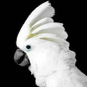 Cockatoo Alba Poster