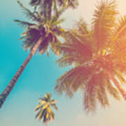 Coconut Palm Tree With Vintage Effect Poster