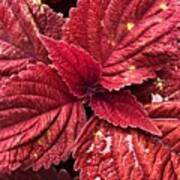 Coleus With Red Leaves Poster