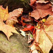 Colorful Autumn Leaves Between Rocks Poster