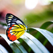 Colorful Butterfly Resting On The Palm Poster