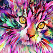 Colorful Maine Coon Kitten Poster