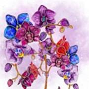 Colorful Orchids Poster