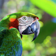 Colorful Parrot In Bright Sunlight 2 Poster