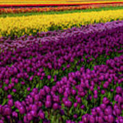Colorful Spring Tulip Fields Poster