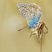 Common Blue Poster