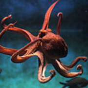 Common Octopus Octopus Vulgaris Poster