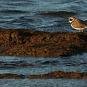 Common Ringed Plover Charadrius Hiaticula La Caleta Beach Cadiz Poster