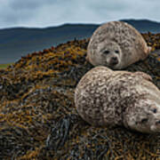 Common Seals, Loch Dunvegan, Isle Of Poster