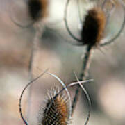 Common Teasel Poster