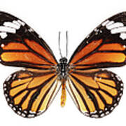 Common Tiger Butterfly Poster
