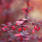 Concorde Japanese Barberry. Autumn Mood Poster
