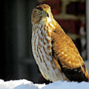 Cooper's Hawk In The Snow Poster