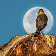 Coopers Hawk With Moon Poster