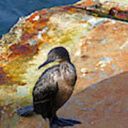 Double-crested Cormorant Poster