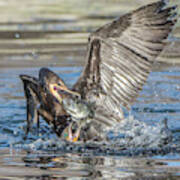 Cormorant With Fish 5261-022619-2 Poster