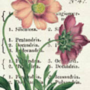 Cosmos Botany Poster