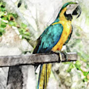 Costa Maya Macaw Poster