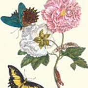 Cotton Rose Mallow With A Queen Swallowtail Poster