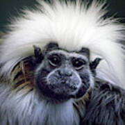 Cotton Topped Tamarin Poster