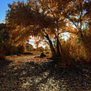 Cottonwood Tree In Autumn Poster