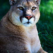 Cougar Felis Concolor Resting On Grass Poster