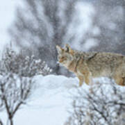 Coyote In Snow Poster