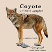 Coyote Ultimate Adaptor Poster